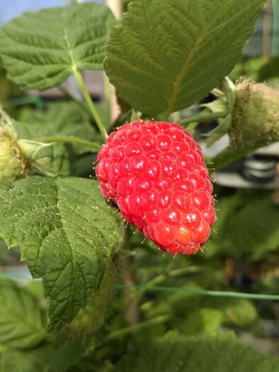 Beeren Bernhart - Himbeere | © Beeren Bernhart