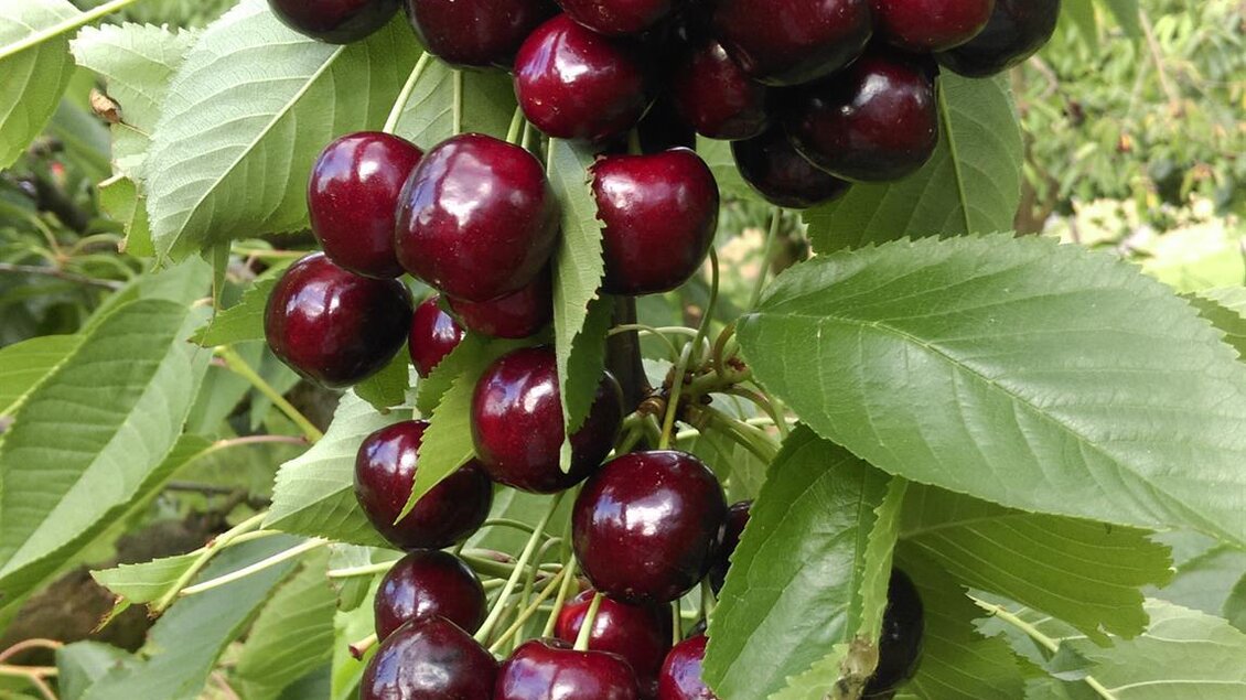 Cranberries Bernhart | © Beeren Bernhart