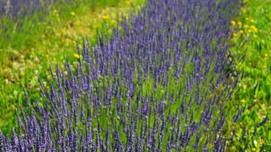 Lavendel1 | © Nina Weyrer