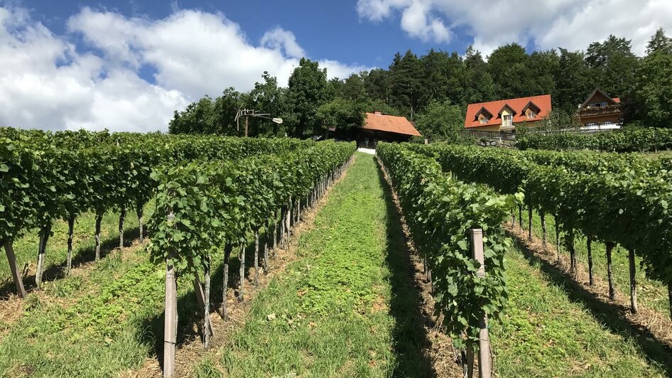 Weingarten mit Blick zur Winzerstube | © Stöcklpeter