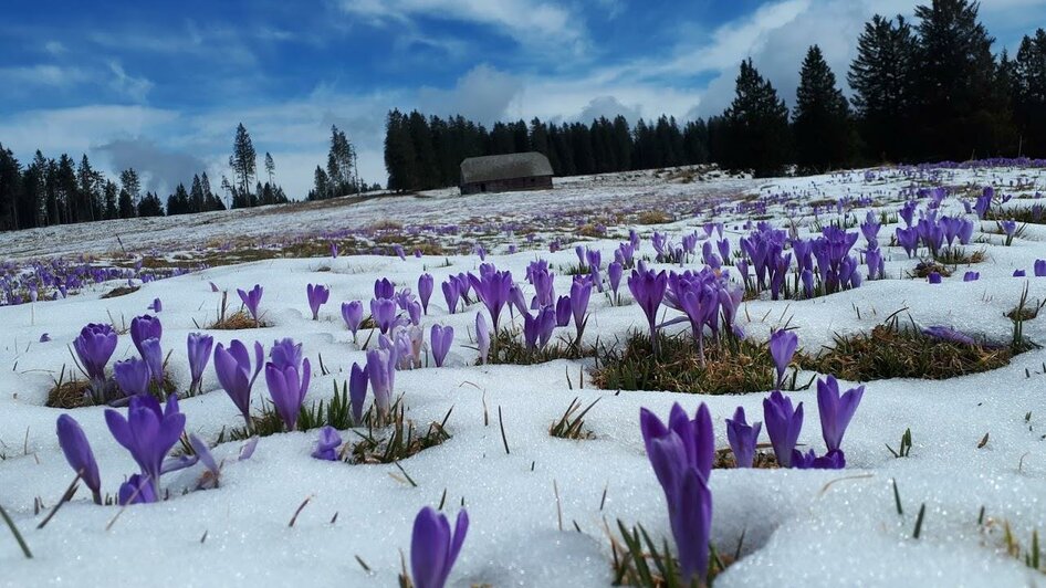 Frühling auf der Alm im Schilcherland | © Freiländeralmhütte