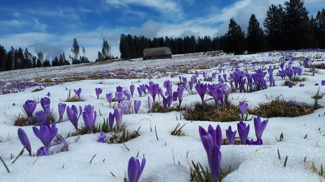 Frühling auf der Alm im Schilcherland | © Makula