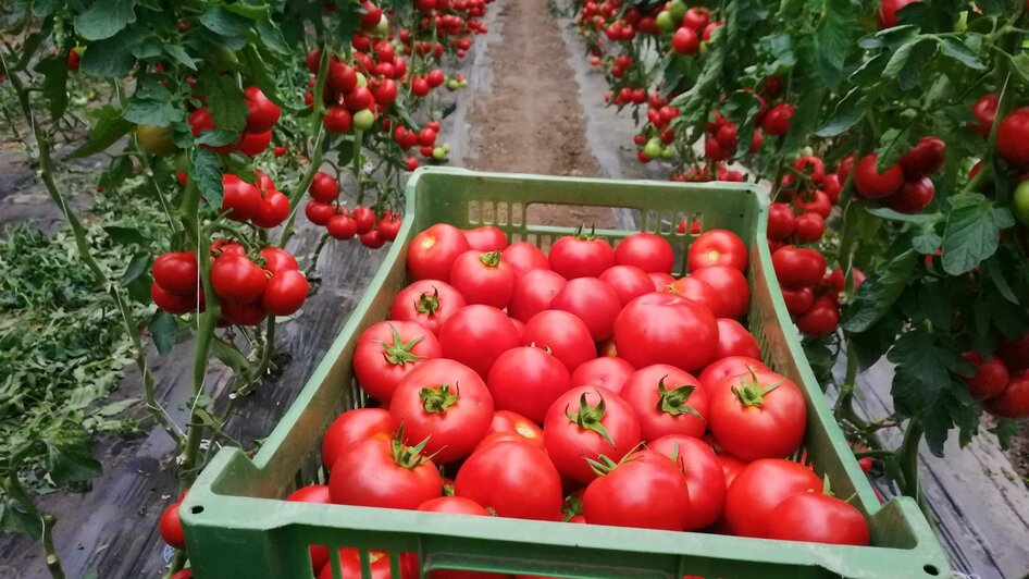 Tomaten | © Gemüsehof Pein