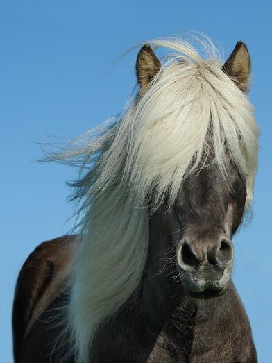 Pferd | © Gestüt Kniely