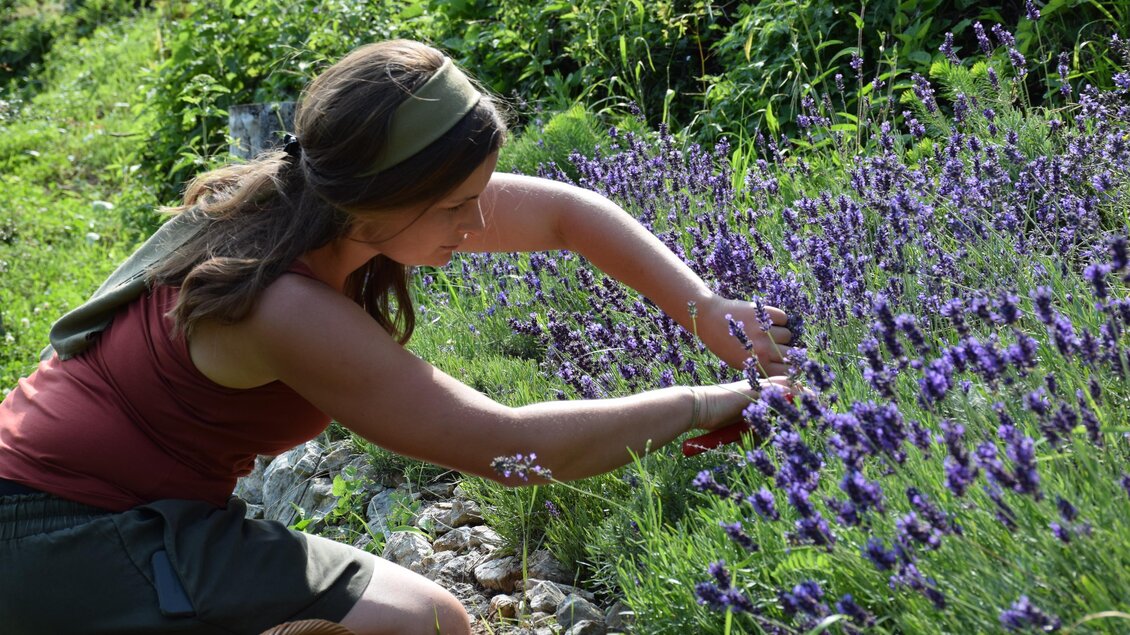 <p>Kräutergarten gratia HERBA in Geistthal-Södingberg mit üppigen, frischen Kräutern in natürlicher Umgebung.</p> | © Anna Höller