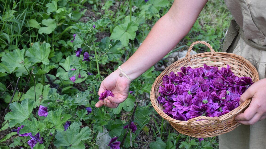 <p>Eine Person pflückt Malvenblüten im Kräutergarten gratia HERBA in Geistthal-Södingberg  und legt sie in einen Weidenkorb, umgeben von grünen Pflanzen.</p> | © Anna Höller