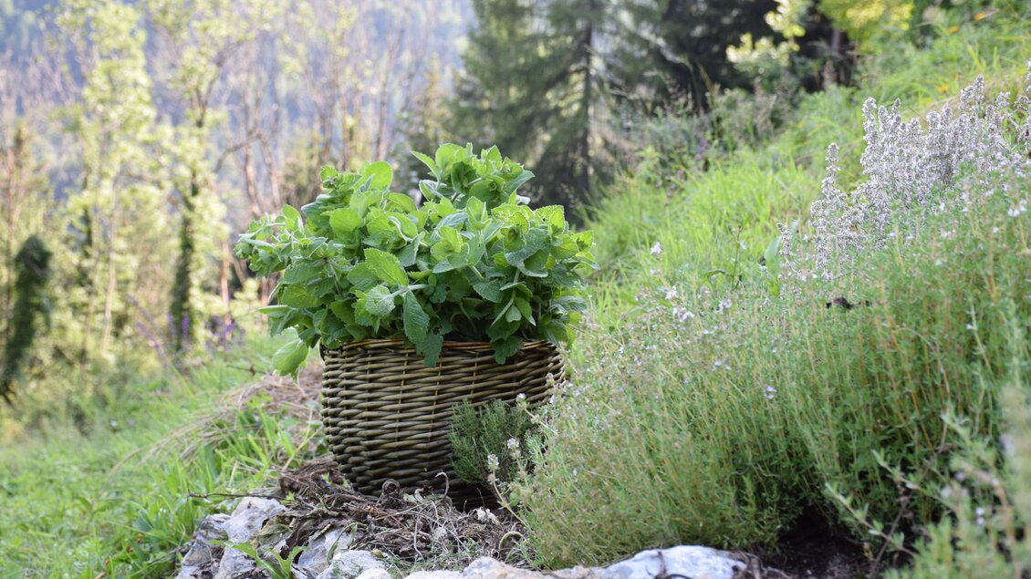 Weidenkorb mit frischen Kräutern wie Minze, umgeben von Thymian, im Kräutergarten Gratia HERBA in Geistthal-Södingberg. | © Anna Höller