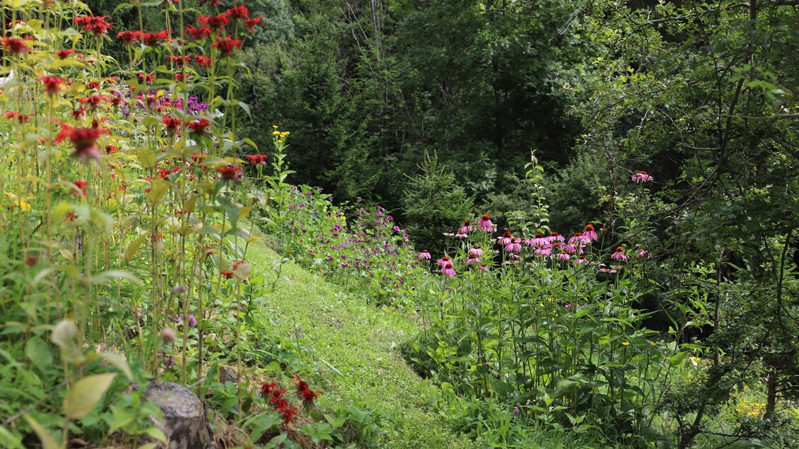 Bunte Blumenwiese mit Kräutern im Kräutergarten Gratia HERBA in Geistthal-Södingberg, umgeben von grüner Natur. | © Anna Höller