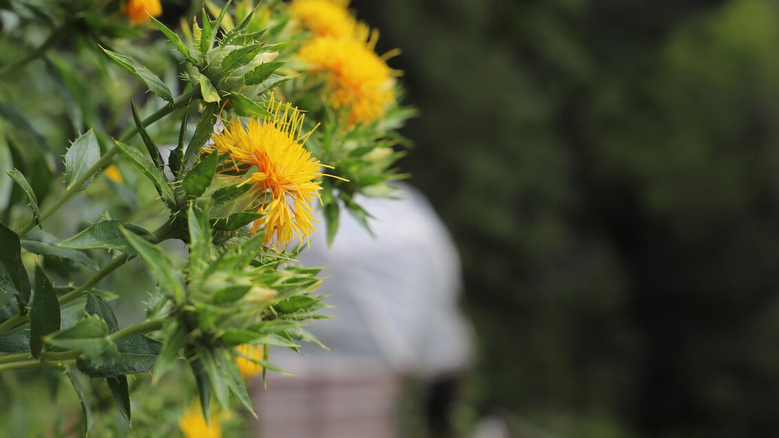 Leuchtend gelbe Saflorblüten wachsen im Kräutergarten Gratia HERBA in Geistthal-Södingberg, im Hintergrund ist ein Gewächshaus zu sehen. | © Anna Höller