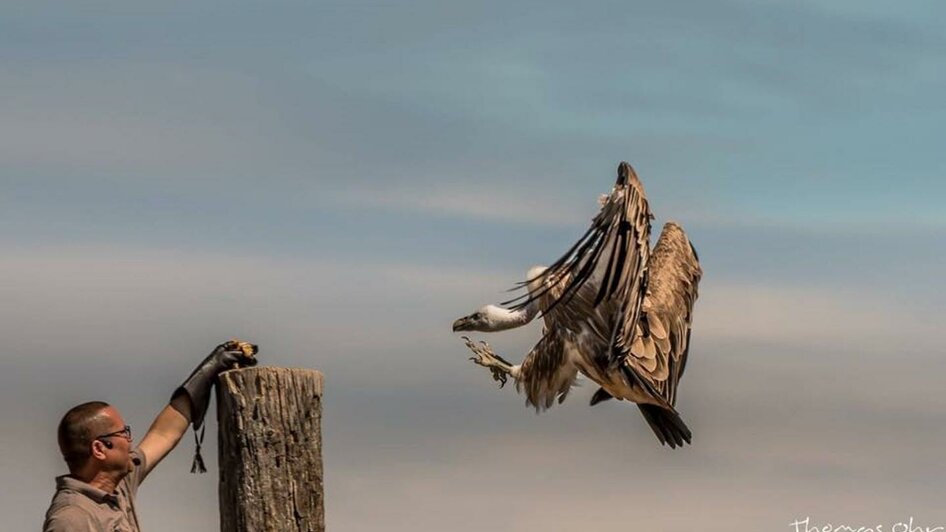Greifvogelflugschau Geier | © Thomas Ober