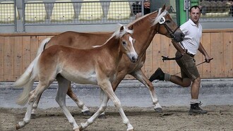 Pferde beim Training | © Haflingerzucht Bossler