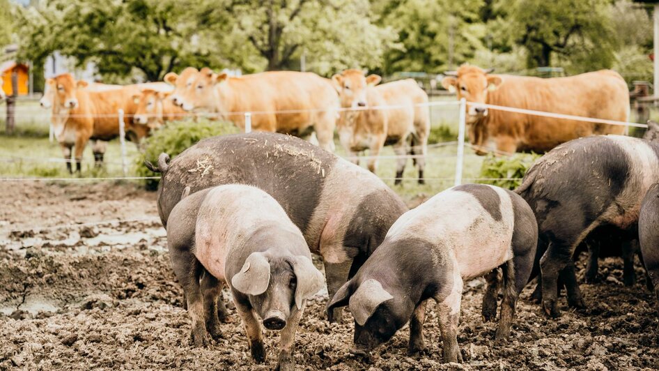 BauernhofHandlmoar-Freilandschweine-Murtal | © freilichtmomente