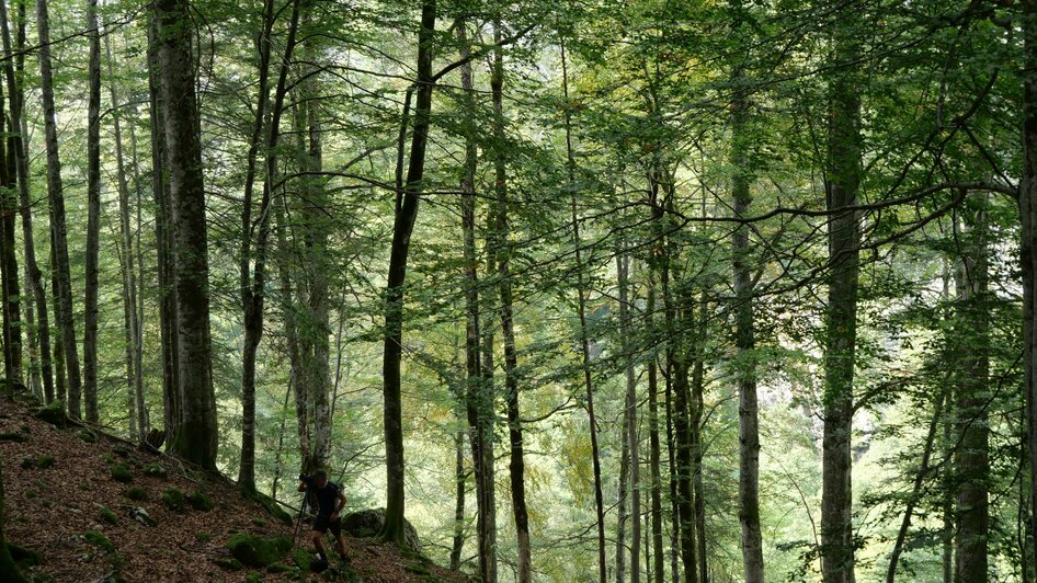 Buchenwälder - die wertvollsten Waldgesellschaften