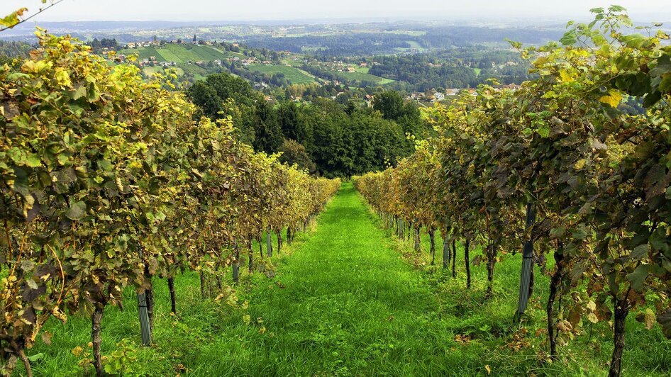 unser Weingarten | © Historischer Schilcherbuschenschank Hackl