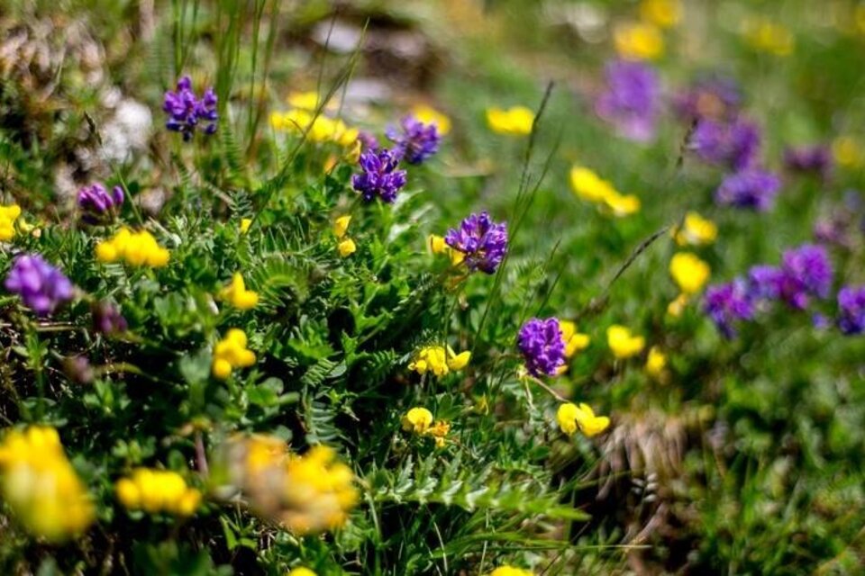 Mountain air and the scent of herbs on Hochschwab - Impression #1