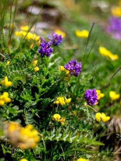 Alpenblumen
