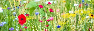 Blütenpracht | © Schilcherland Steiermark