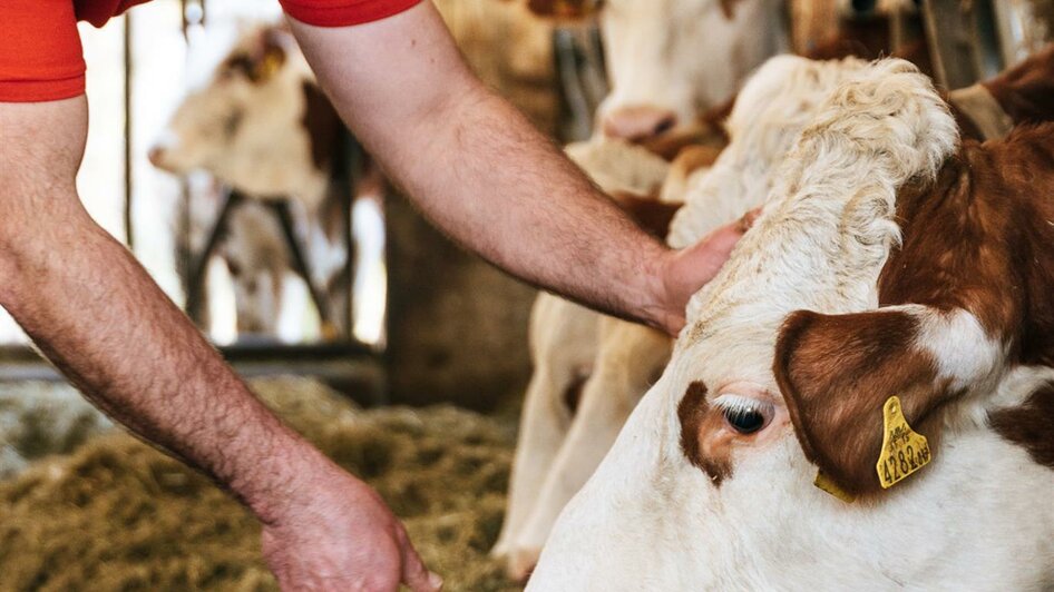 Josef Fischer kümmert sich mit Liebe um seine Kühe | © RM SWS GmbH | webquartier.at