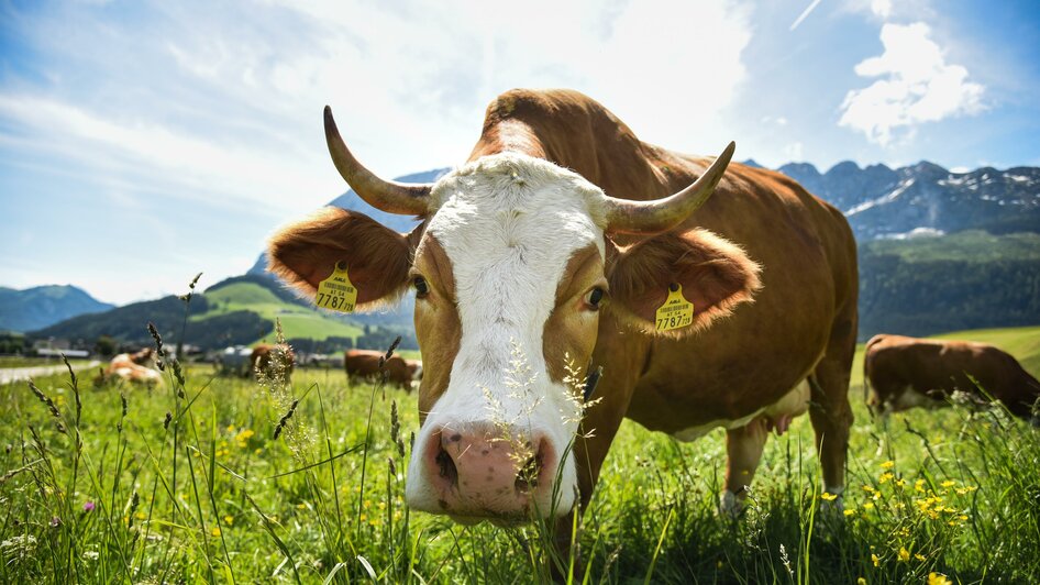 Naturschätze, Vieh auf der Weide | © TVB Ausseerland - Salzkammergut_Jacqueline Korber