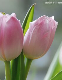 Tulpen | © TVB Ausseerland - Salzkammergut_Pirker | © TVB Ausseerland - Salzkammergut_Pirker