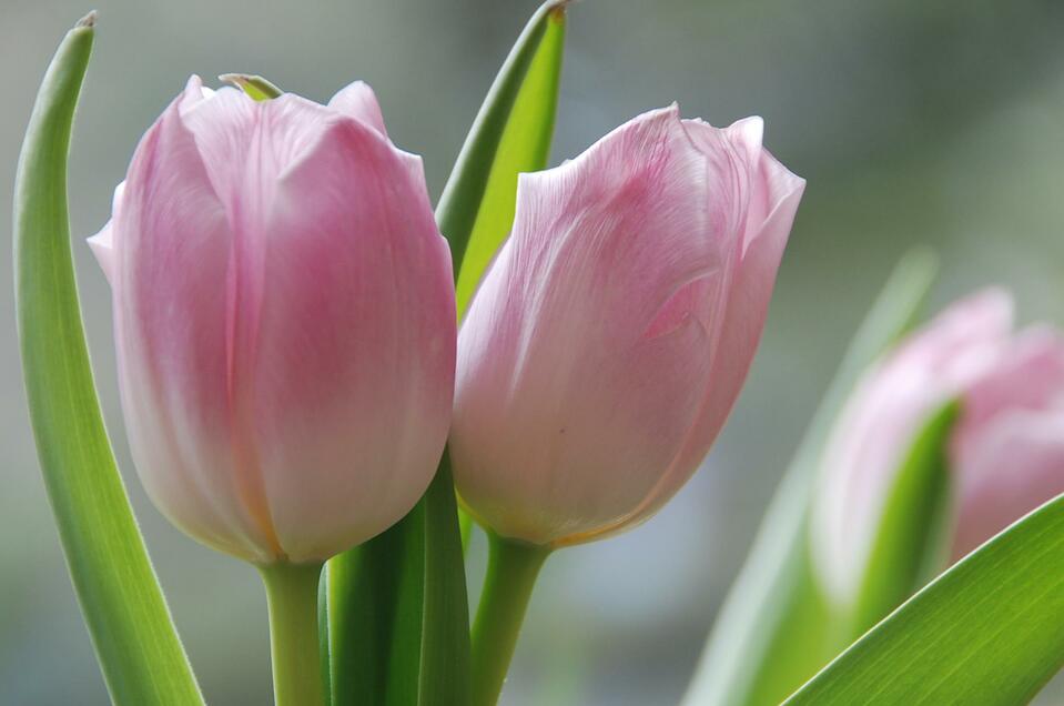 Tulpen | © TVB Ausseerland - Salzkammergut_Pirker
