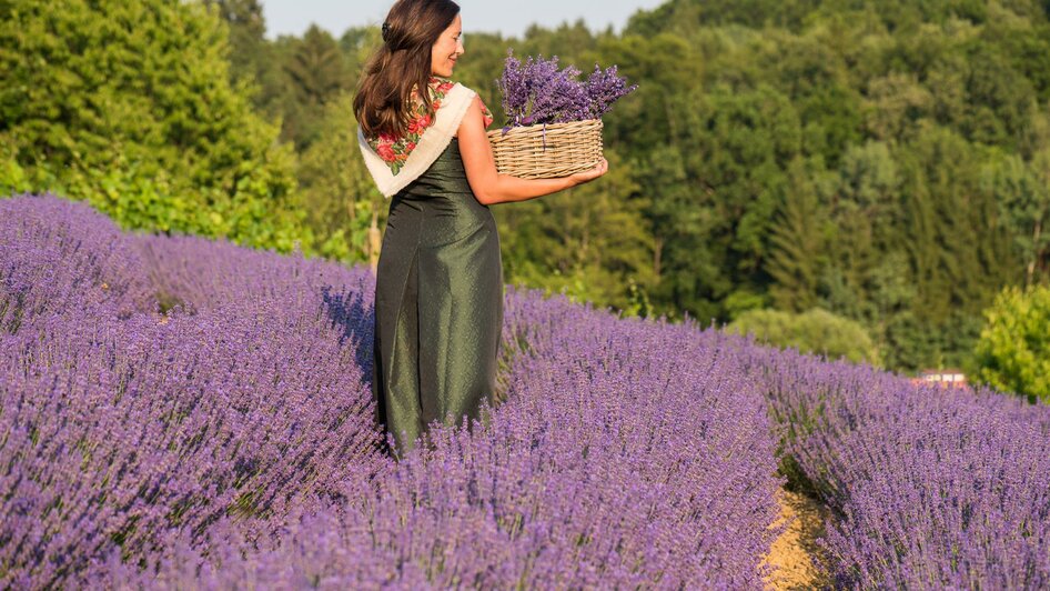 Lavendelfeld | © Naturprodukte Wilfinger GmbH
