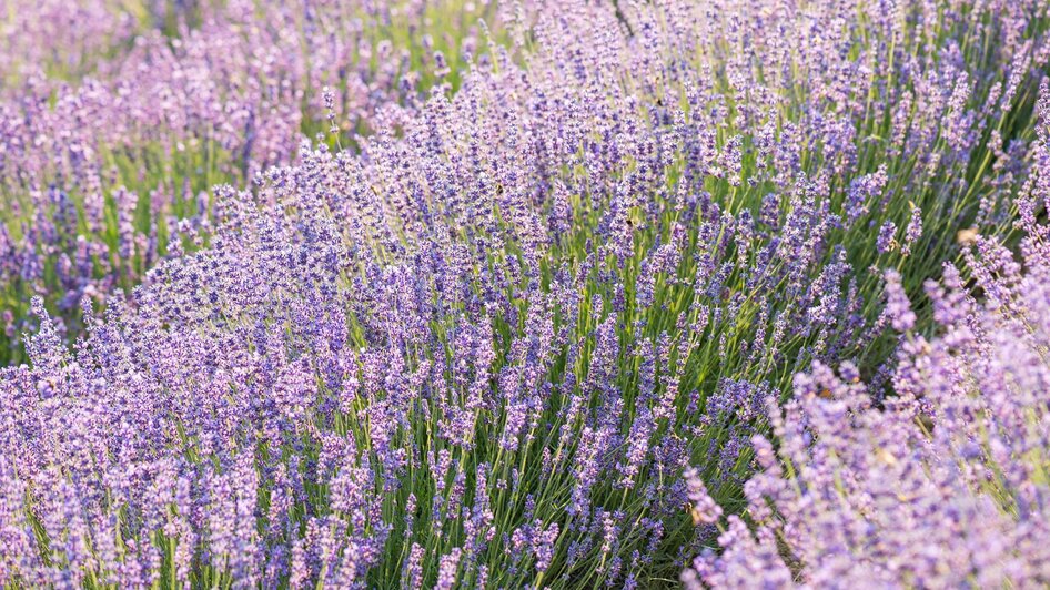 Lavendel in der Blütezeit | © Lavendelgut