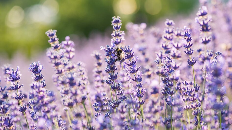 Blühender Lavendel | © Lavendelgut
