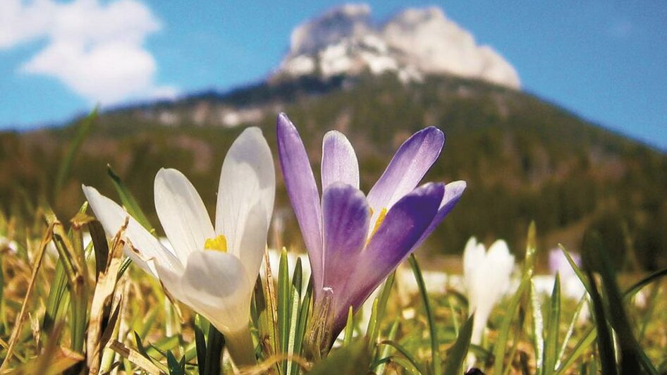 Frühling am Loser in Altaussee | © Loser Bergbahnen/M. Raich