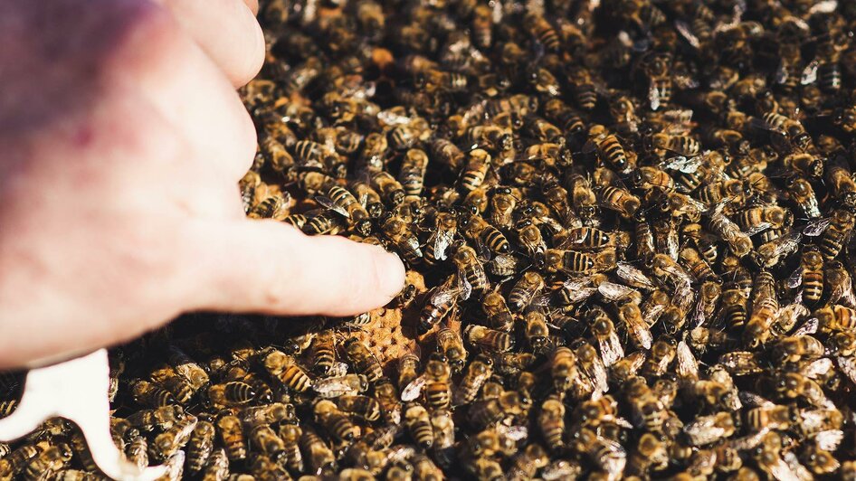 Bienen der Südsteiermark | © RM SW GmbH | webquartier.at