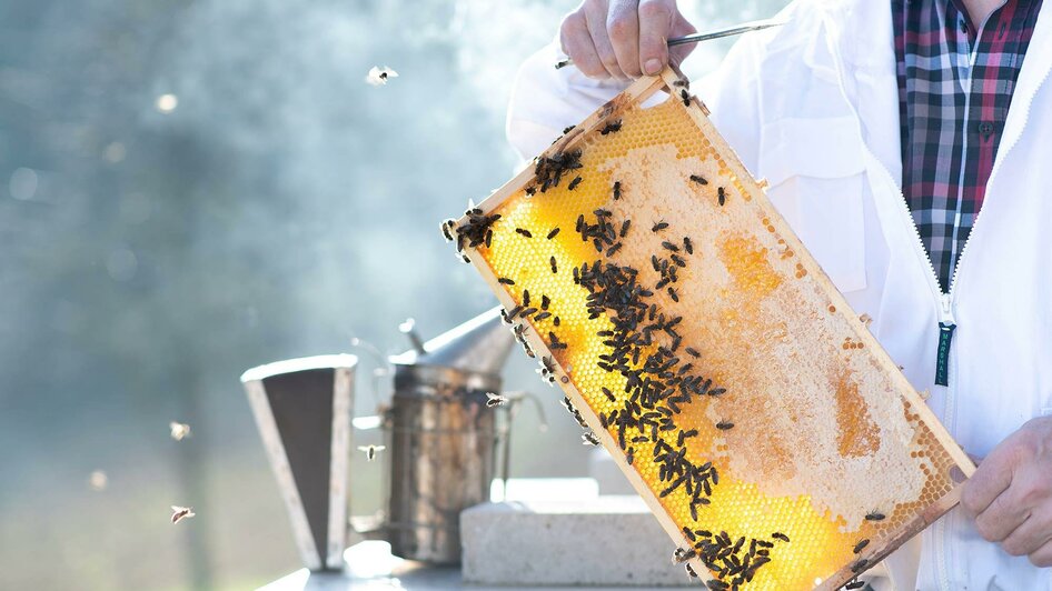 Arbeit mit den Bienen in Mayers Honigwelt | © RM SW GmbH | webquartier.at