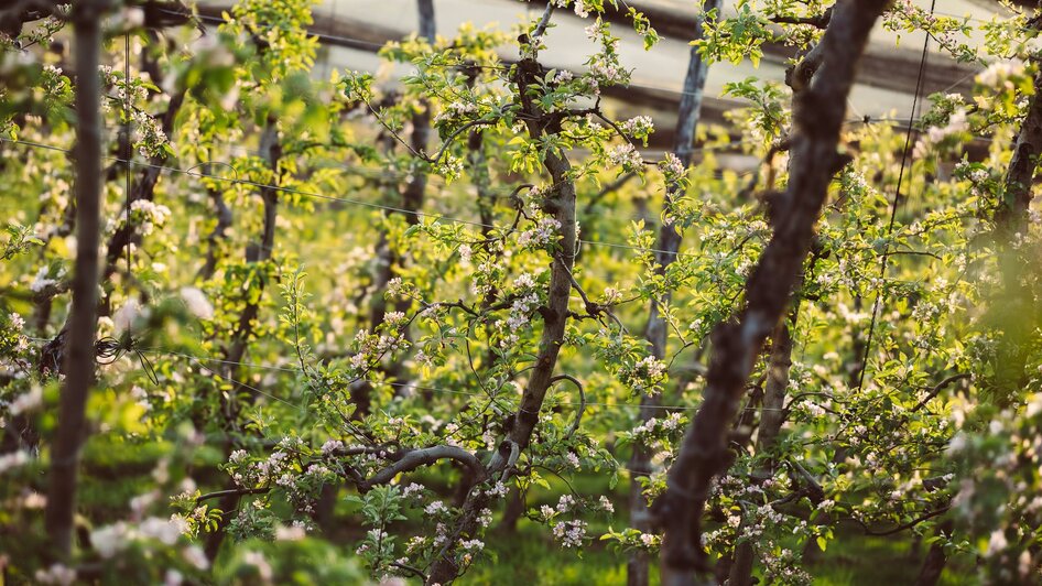 Blüte im Obstgarten | © Obstbau Haas
