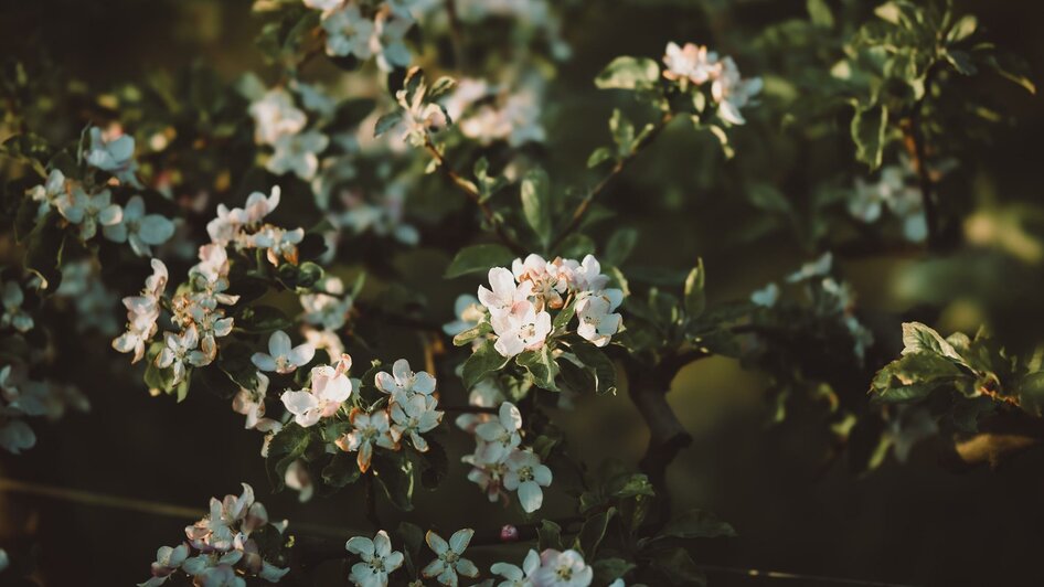 Blütezeit | © Obstbau Haas