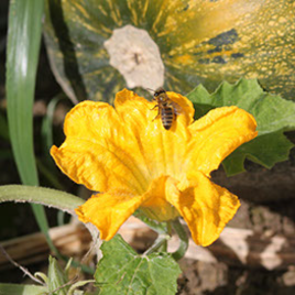 Schmid