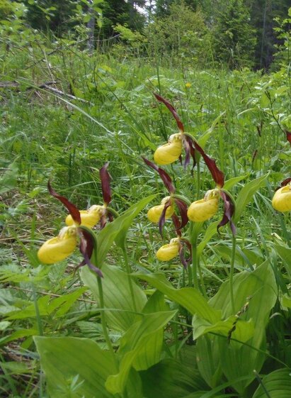 Frauenschuh Orchidee