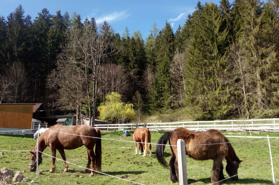 Ceipek Pferde | © TVB Ausseerland - Salzkammergut/Johanna Provatopou