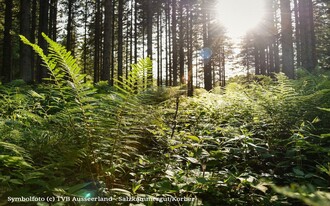 Wald, Frischluft zur Zimitzalm | © TVB Ausseerland Jacqueline Korber