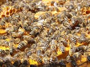 Honigbienen | © kk