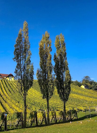 Herbst in Klöch