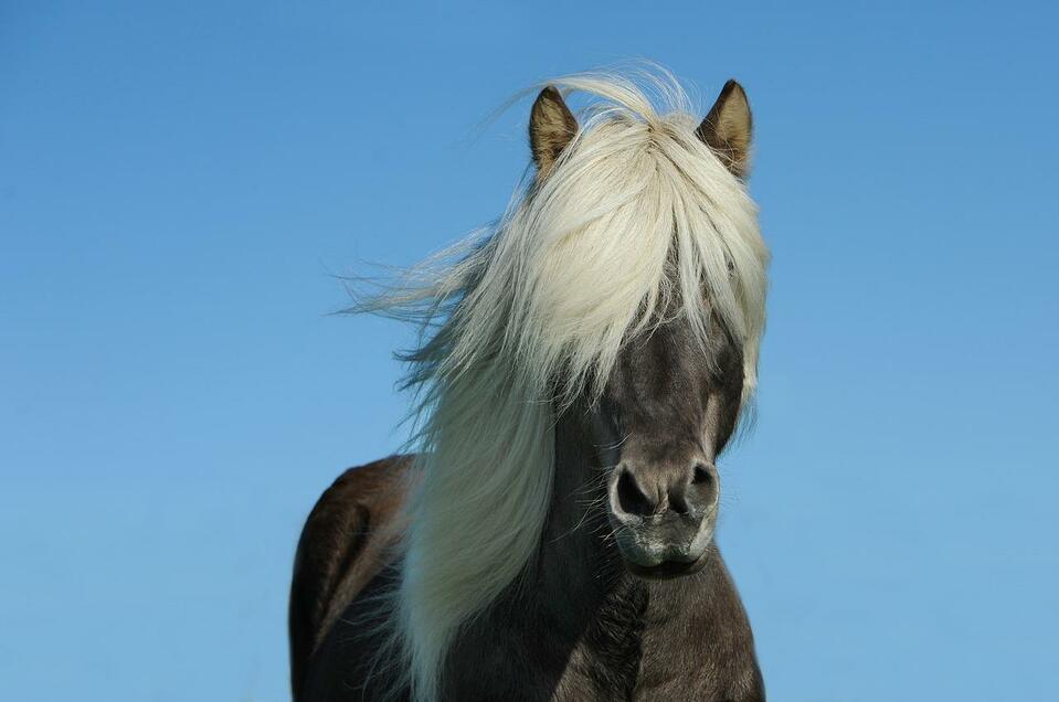 Pferd_Foto: Ute Becker auf pixabay | © Swan Mountain Ranch