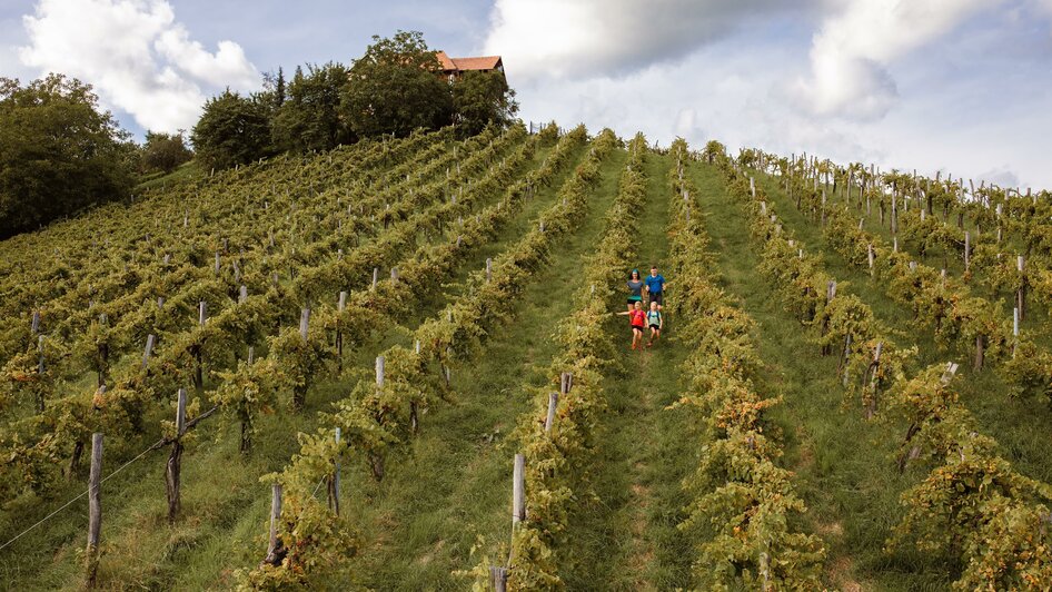 Weingärten | © Tourismusverband Schilcherland