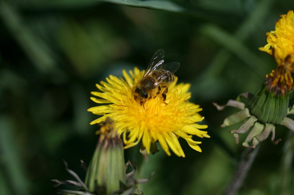 vibee Bee Products - Impression #1 | © Tourismusverband Oststeiermark