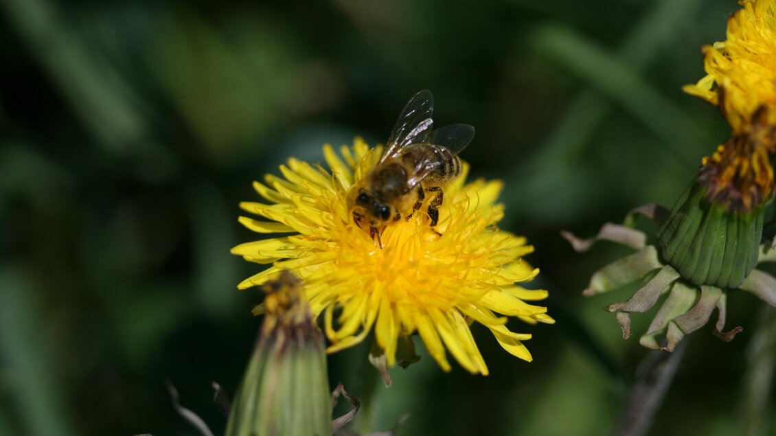 Eine Biene sitzt auf einer leuchtend gelben Löwenzahnblüte. Im Hintergrund sind grüne Blätter sichtbar. | © Tourismusverband Oststeiermark