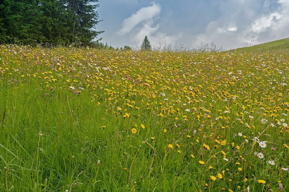 Vorderleitenhütte-Almwiese-Murtal-Steiermark | © Pixabay