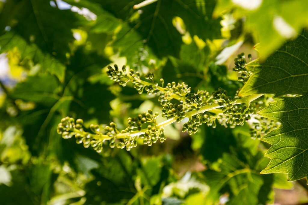 Weinbau Liener in Gamlitz | steiermark.com