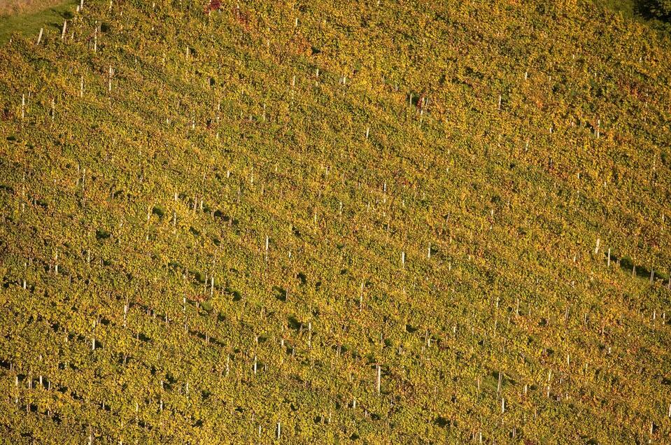 Weinbau Mörth-Groß - Impression #1 | © Schilcherland Steiermark