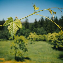 Weinrebe | © Schilcherland Steiermark