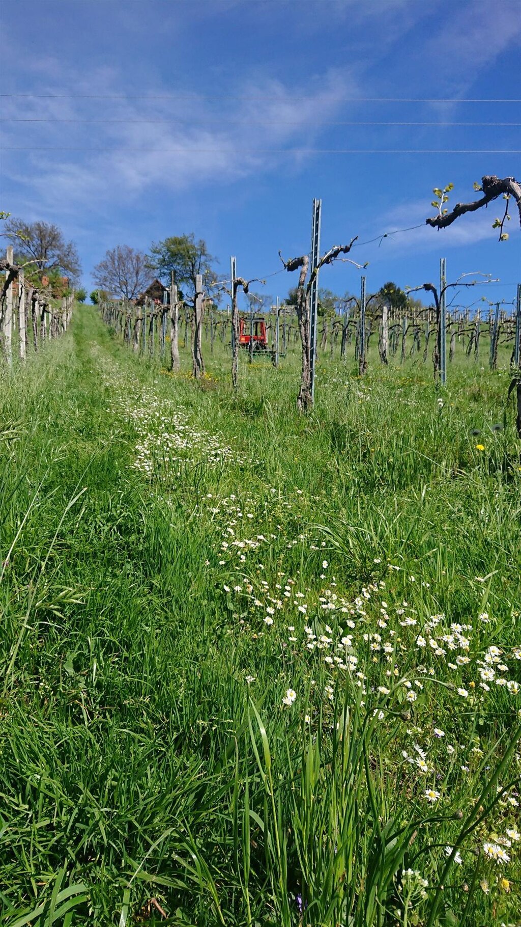 Weingut Gamser Winzerstube in Deutschlandsberg | steiermark.com