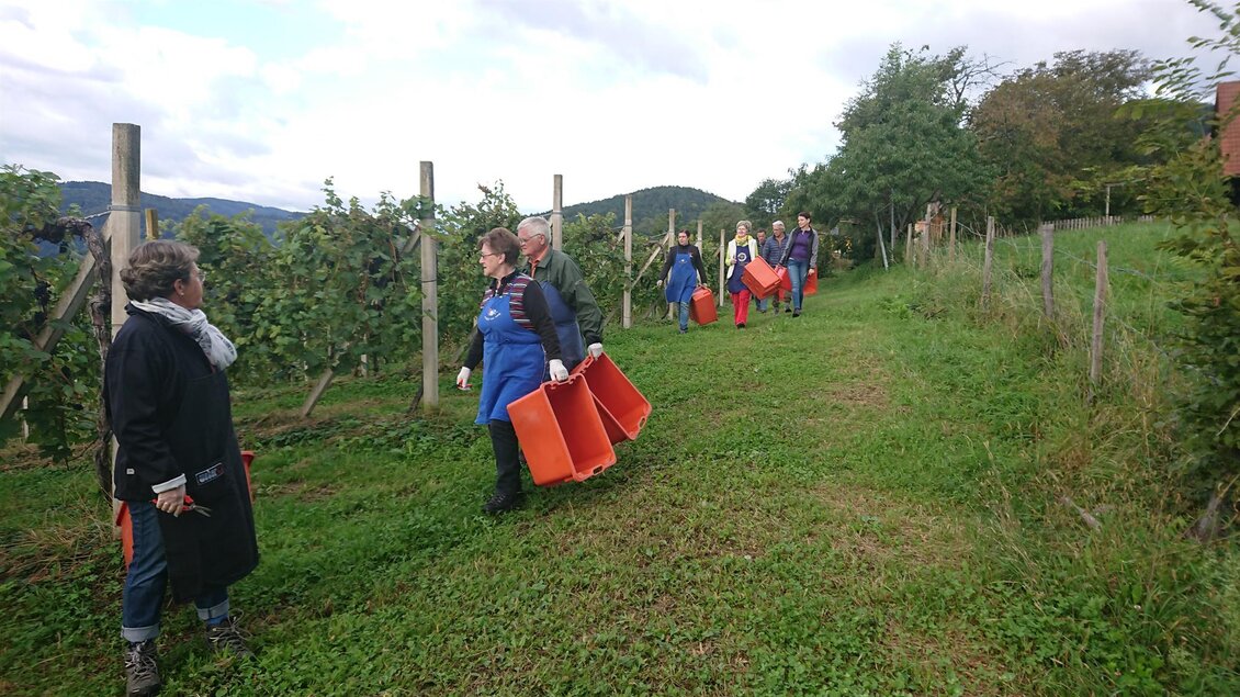 Weinlese | © Fam. Deutschmann
