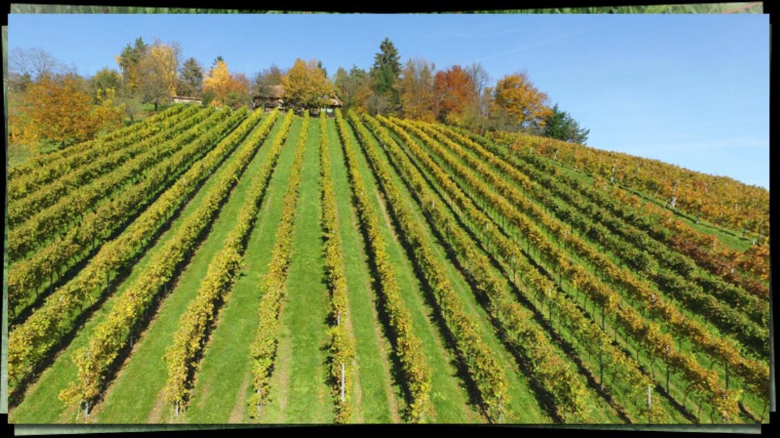 Weingärten | © Weingut Haubensima